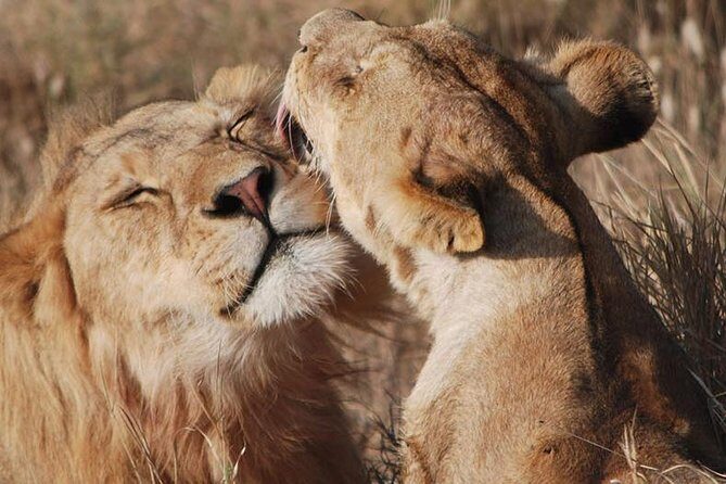 Big Five Safari In Tanzania - Introduction: Why This Tanzania Safari Stands Out