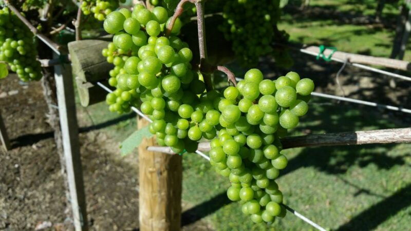 bilbao-guided-txacoli-wine-tasting