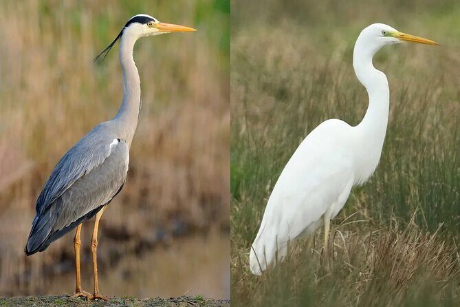 Bird Watching Tour Dubai - Who Is This Tour Best For?
