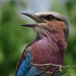 Birding Safari Experience in Livingstone - MINIMUM 2 PEOPLE - The Itinerary Breakdown