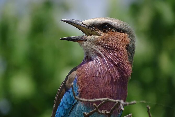 Birding Safari Experience in Livingstone - MINIMUM 2 PEOPLE - The Itinerary Breakdown