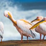Birding Tours in Walvisbay and surrounds - Final Thoughts on the Walvis Bay Birding Tour