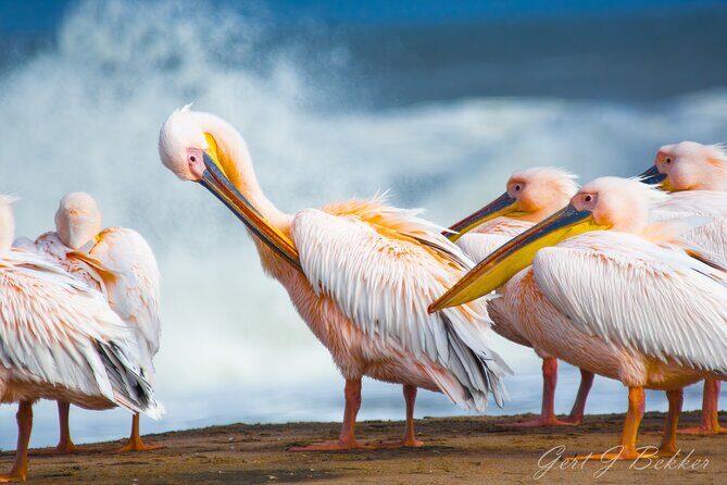 Birding Tours in Walvisbay and surrounds - Final Thoughts on the Walvis Bay Birding Tour