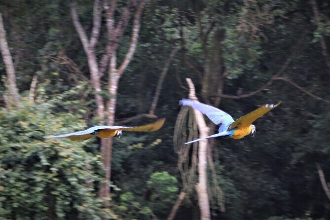 Birds of Eden Admission Ticket - The Itinerary: An Exploration of Bird Heaven