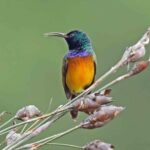 Birdwatching in Cape Town - Exploring the itinerary in detail