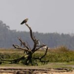 Birdwatching Solar Boat Tour Aveiro Lagon - The Itinerary & Experience