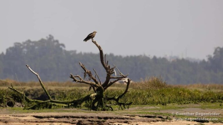 Birdwatching Solar Boat Tour Aveiro Lagon - The Itinerary & Experience