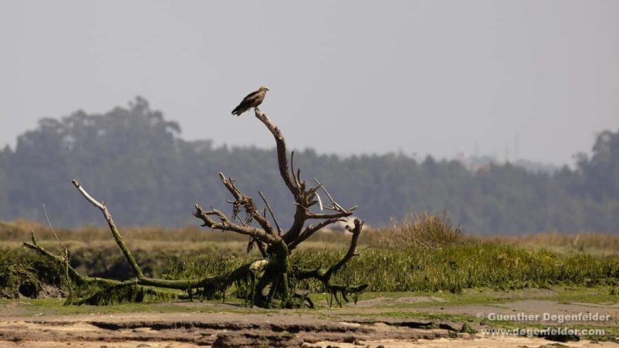 Birdwatching Solar Boat Tour Aveiro Lagon - The Itinerary & Experience