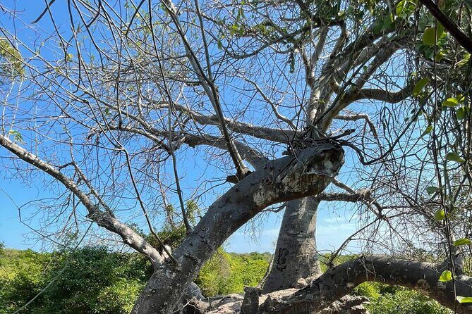 Blue Safari Tour - What Makes This Tour a Great Value?