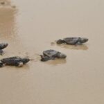 Boa Vista Island: Full-Day Wild Beaches & Viana Desert Experience - Discovering Curral Velho: An Abandoned Salt Village