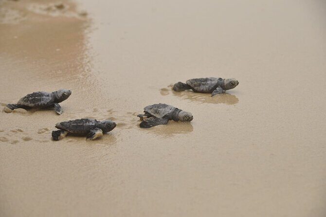 Boa Vista Island: Full-Day Wild Beaches & Viana Desert Experience - Discovering Curral Velho: An Abandoned Salt Village