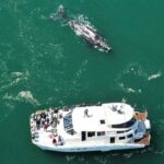 Boat Based Whale Watching from Hermanus - The Marine Life Encounters