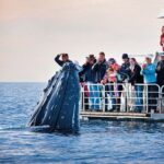 Boat Based Whale Watching from Hermanus - Who Would Love This Experience?