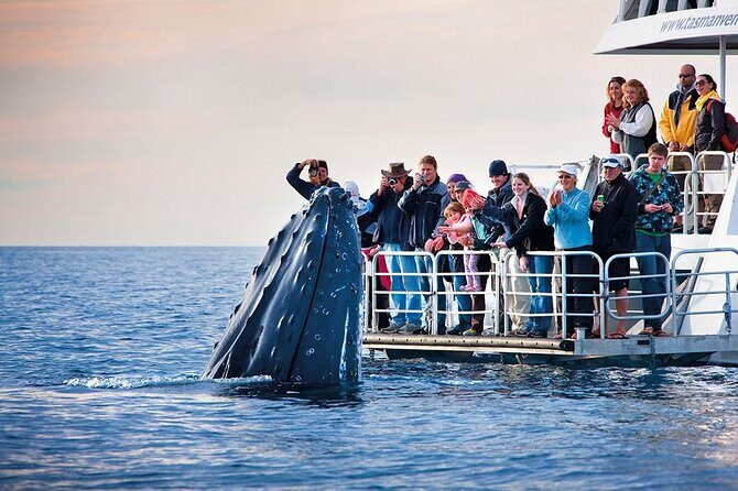 Boat Based Whale Watching from Hermanus - Who Would Love This Experience?