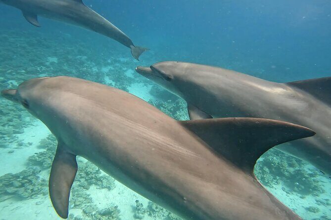 Boat Trip to Dolphin House Guided Swimming with Lunch in Hurghada - Key Points
