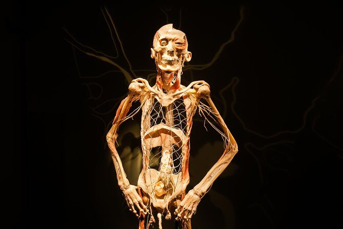Bodies The Exhibition at the Luxor Hotel and Casino - What You Can Expect at Bodies...The Exhibition