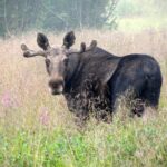 Bodø: Northern Norway Moose Safari - The Itinerary: What to Expect
