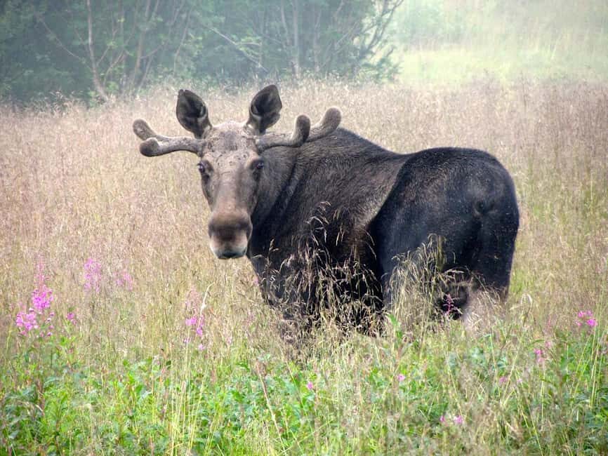 Bodø: Northern Norway Moose Safari - The Itinerary: What to Expect
