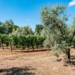 Bolgheri: Wine tasting at Podere Conca - Why Choose This Tour?