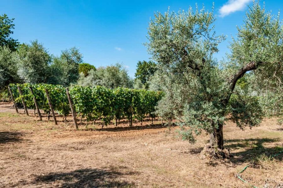 Bolgheri: Wine tasting at Podere Conca - Why Choose This Tour?