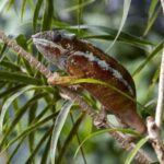 Bordano: Butterfly House Entry Ticket - Who Will Love This Experience?