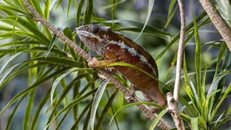Bordano: Butterfly House Entry Ticket - Who Will Love This Experience?