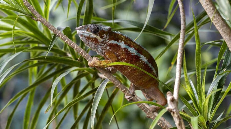 Bordano: Butterfly House Entry Ticket - Who Will Love This Experience?