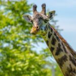 Boston: Franklin Park Zoo Entry Ticket - Who Will Love Franklin Park Zoo?