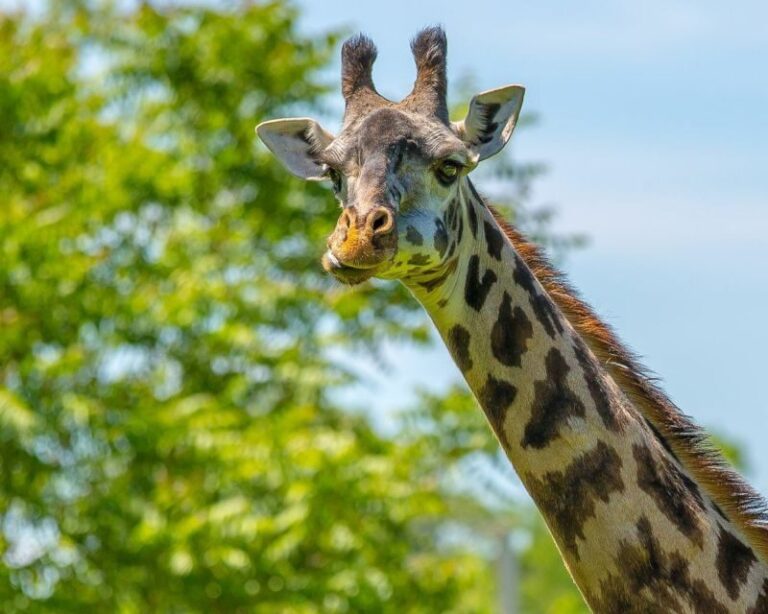 Boston: Franklin Park Zoo Entry Ticket - Who Will Love Franklin Park Zoo?