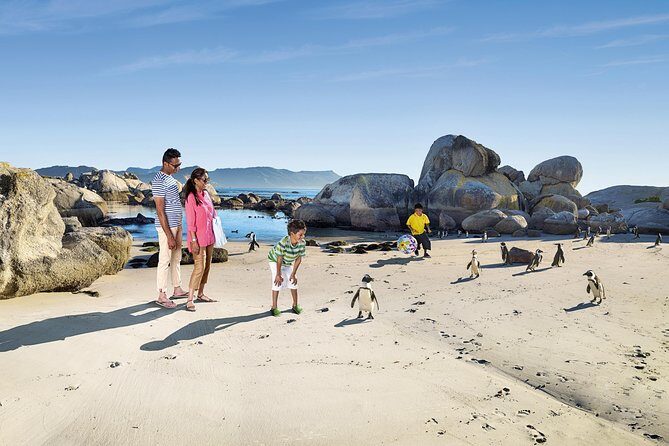 Boulders Beach Cape Town: Swimming With Penguin & Close Encounter Half Day Tour - Who Will Love This Tour?