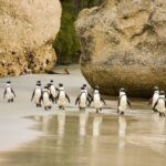 Boulders Beach Penguins Half Day Tour - The Main Attraction: Boulders Beach Penguin Colony
