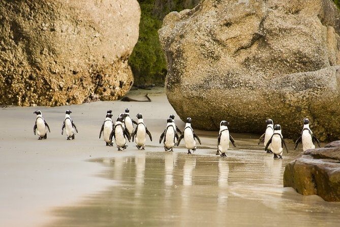 Boulders Beach Penguins Half Day Tour - The Main Attraction: Boulders Beach Penguin Colony