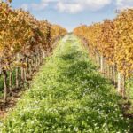 Boutique Winery Visit & Tasting near Rome - Detailed Breakdown of the Itinerary