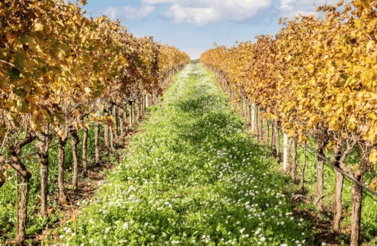 Boutique Winery Visit & Tasting near Rome - Detailed Breakdown of the Itinerary