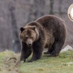 Brasov: Tour with Transfer Libearty Bear Sanctuary - Practical Tips for Your Visit