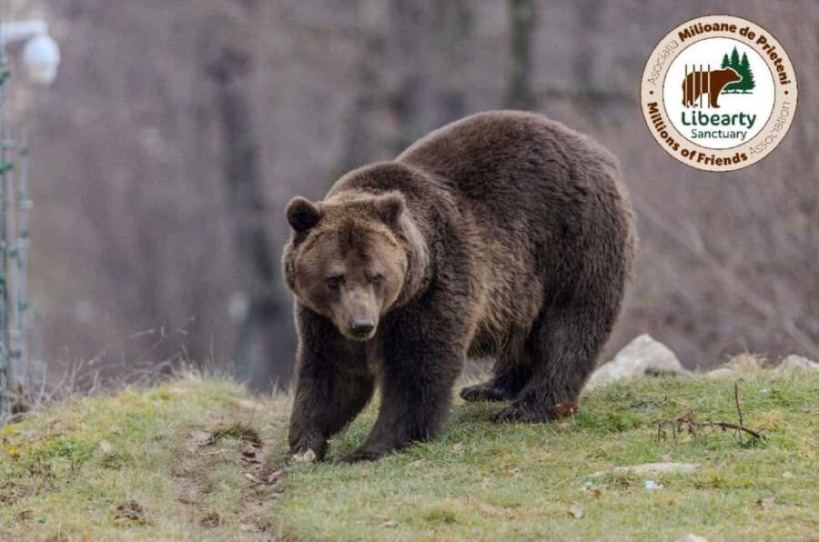 Brasov: Tour with Transfer Libearty Bear Sanctuary - Practical Tips for Your Visit