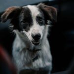 Brasov's Mountain Hike tour with Daisy - FAQ