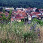 Bratislava: Vineyard Walk and Wine Picnic with Winemaker - Final Thoughts