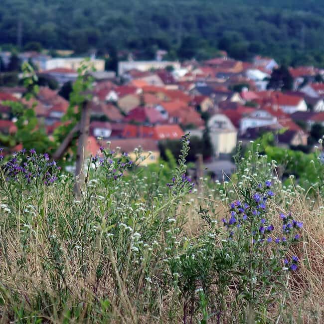 Bratislava: Vineyard Walk and Wine Picnic with Winemaker - Final Thoughts