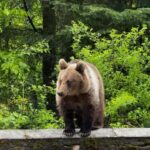 Bucharest: Top Gear Road and Wild Brown Bears Day Trip - What We Love About This Tour