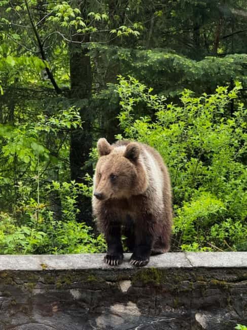 Bucharest: Top Gear Road and Wild Brown Bears Day Trip - What We Love About This Tour
