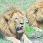 Budget 5 Days Marangu route Kilimanjaro Climbing Group join Tour - Practical Considerations