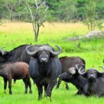 Bwindi impenetrable Kenya Tanzania Gorilla Safari 14 days 13 nights - What Makes This Safari Stand Out?