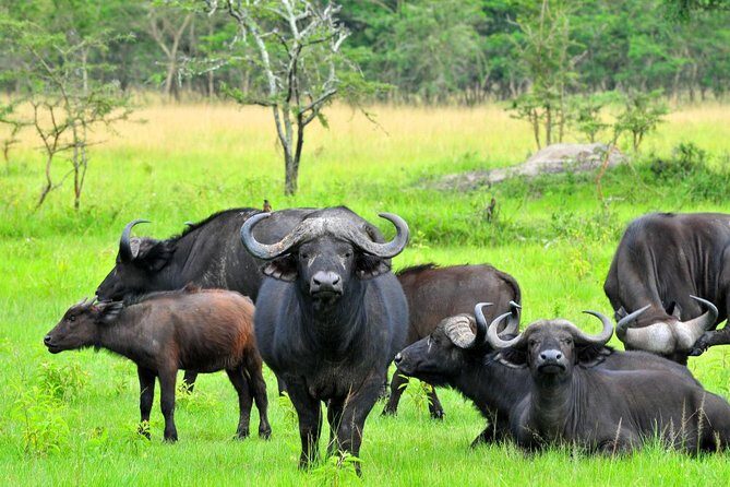 Bwindi impenetrable Kenya Tanzania Gorilla Safari 14 days 13 nights - What Makes This Safari Stand Out?