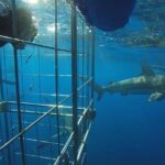 Caged and Cageless Shark Snorkelling on Durban's Aliwal Shoal - The Itinerary Breakdown