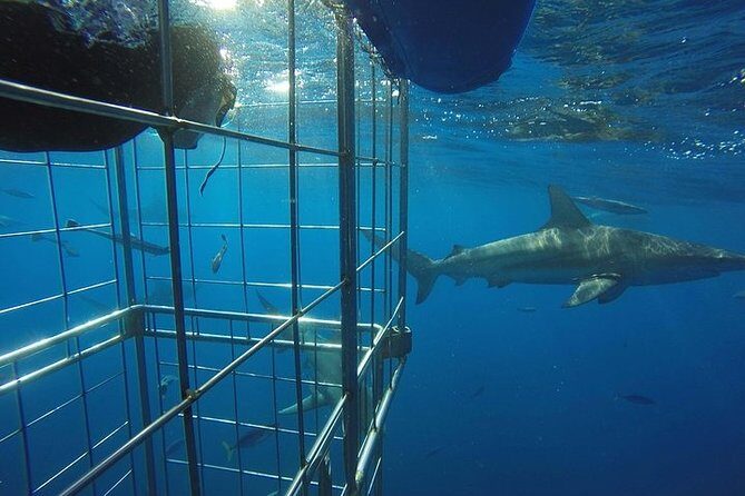 Caged and Cageless Shark Snorkelling on Durban's Aliwal Shoal - The Itinerary Breakdown
