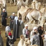 Cairo Unusual Day Tour Visit Camel Market in Birqash - The Journey to Birqash Camel Market