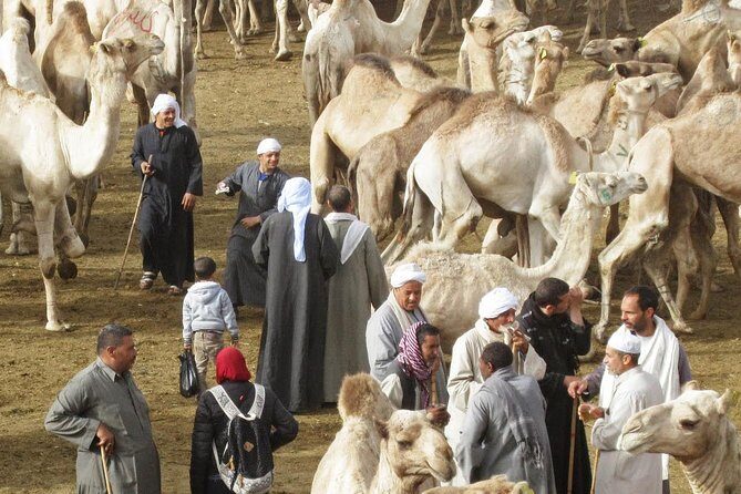 Cairo Unusual Day Tour Visit Camel Market in Birqash - The Journey to Birqash Camel Market