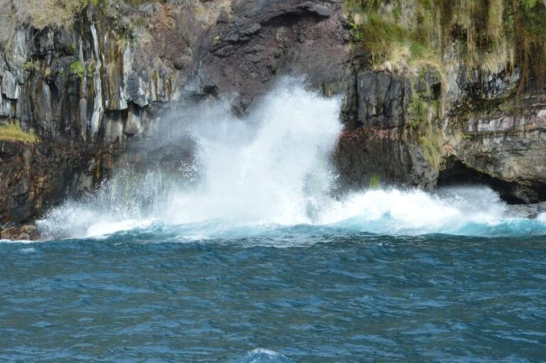 Calheta: Whale & dolphin watching small groups designer tour - Swimming, Snorkeling, and Water Fun