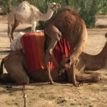 Camel and Quad in Marrakech - Authentic Experiences & Authentic Reviews